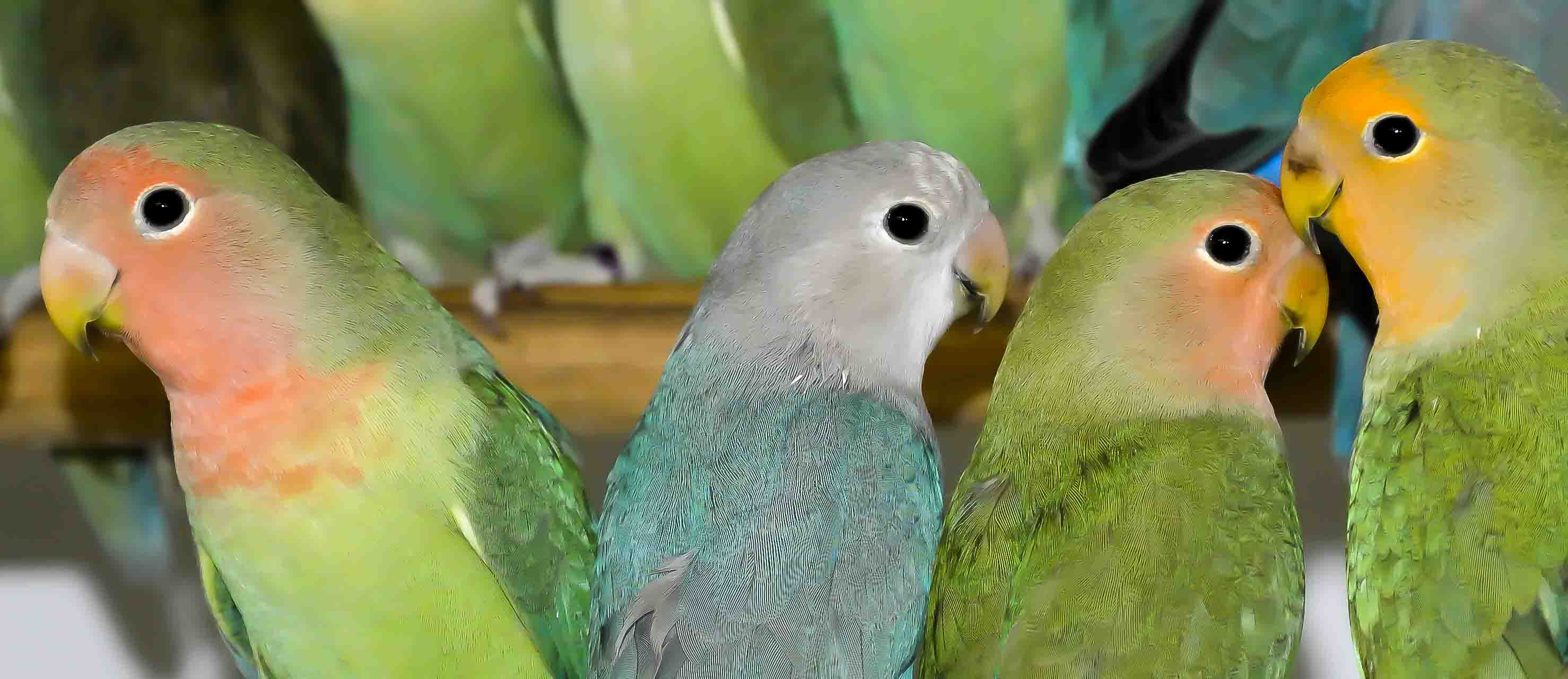 Vergemakkelijken zag winkelwagen Vogelhandel en export van exotische vogels - Vogelhandel Jado