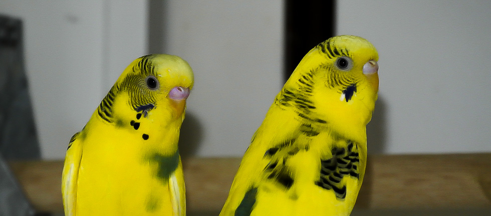 sextant Bangladesh kloof Vogelhandel en export van exotische vogels - Vogelhandel Jado